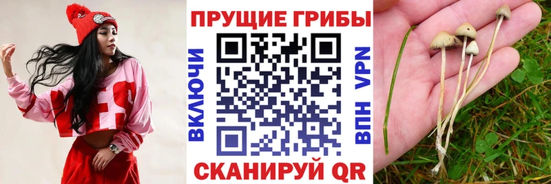 дарнет шоп  Удачный  Псилоцибиновые грибы Psilocybine cubensis 
